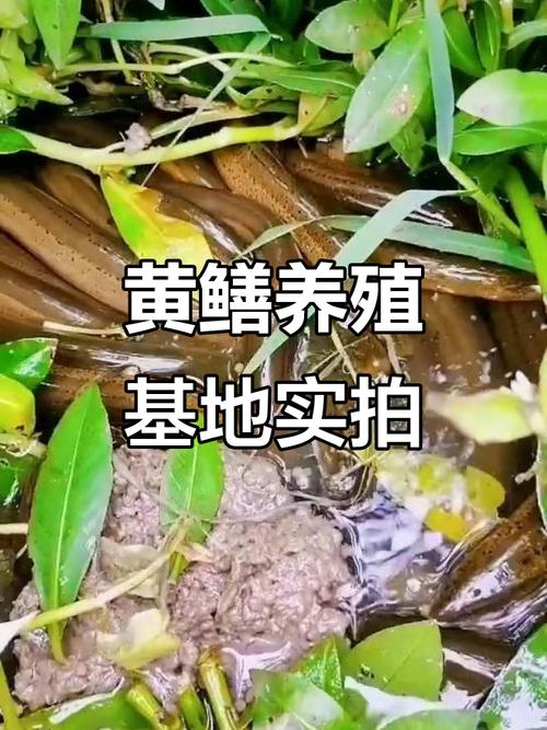 农村黄鳝养殖技术有哪些关键要点？-图3