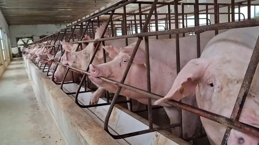 养猪视频怎么学技术？-图1