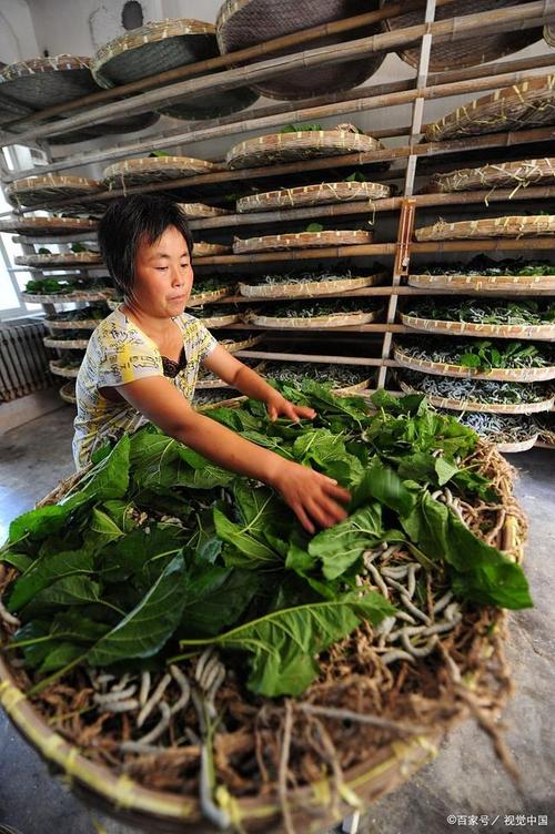 家庭养蚕技术视频有哪些关键点？-图1