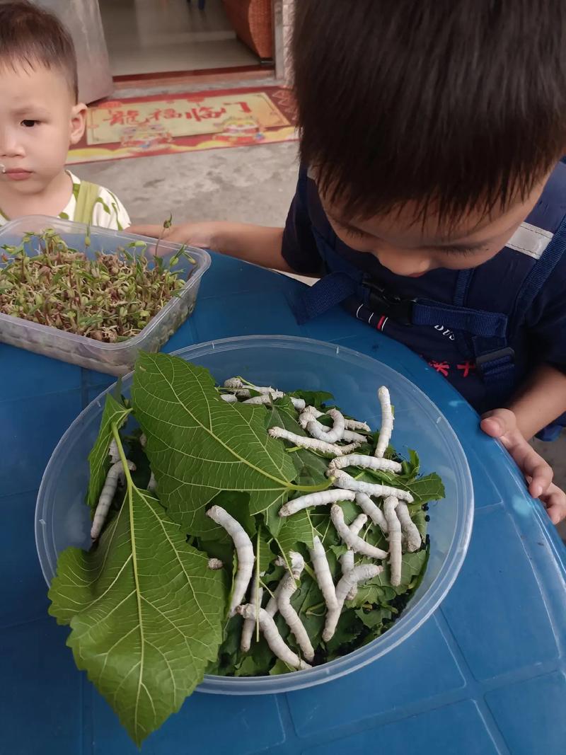 家庭养蚕技术视频有哪些关键点？-图3