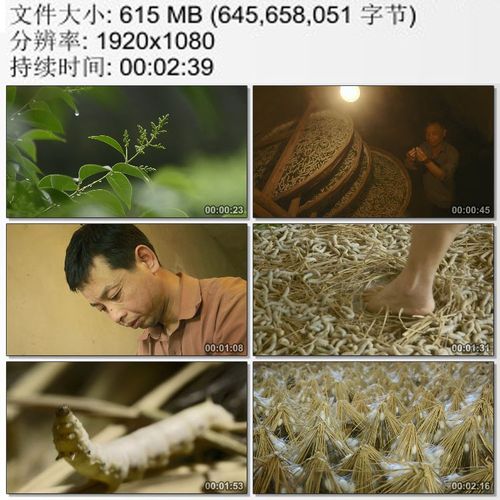 家庭养蚕技术视频有哪些关键点？-图2