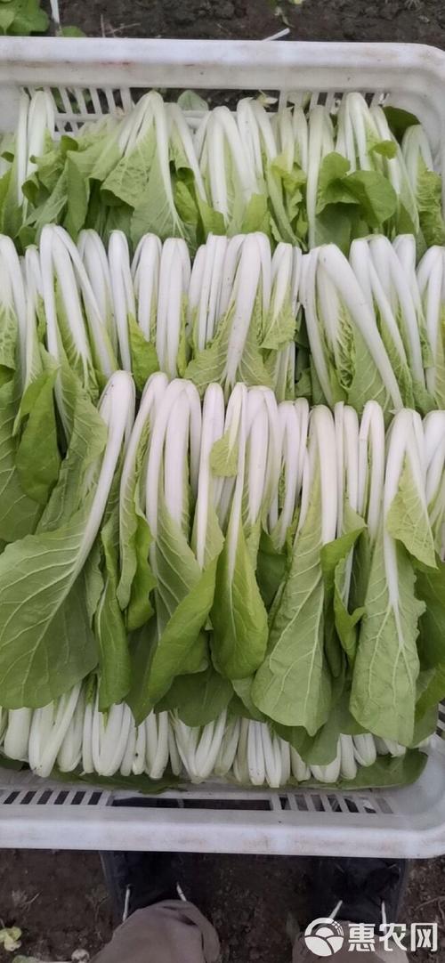 白菜哪种品种适合大棚-图1