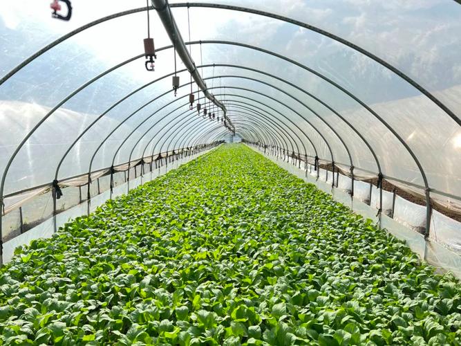 白菜哪种品种适合大棚-图2