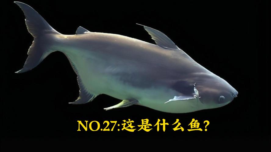 浙江淡水鲨鱼价格多少一斤？-图3