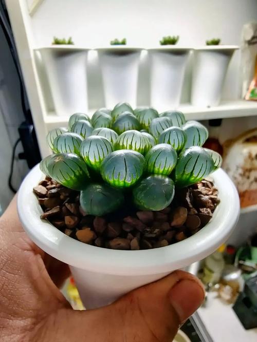 冰灯玉露品种有哪些？图解如何区分？-图3