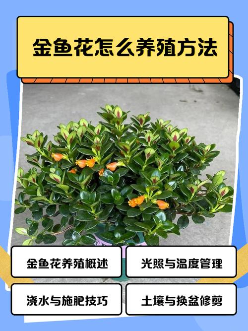 金鱼养殖技术视频，新手如何快速入门？-图2