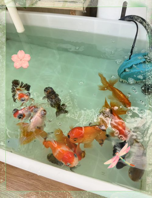 金鱼养殖技术视频，新手如何快速入门？-图3