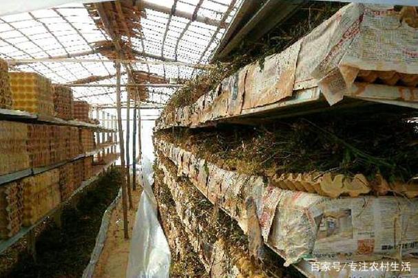 郏县蝎子养殖技术基地有何核心秘诀？-图2