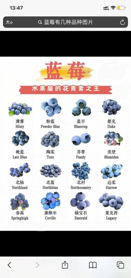 南方蓝莓那个品种好吃-图2 南方蓝莓那个品种好吃-图2