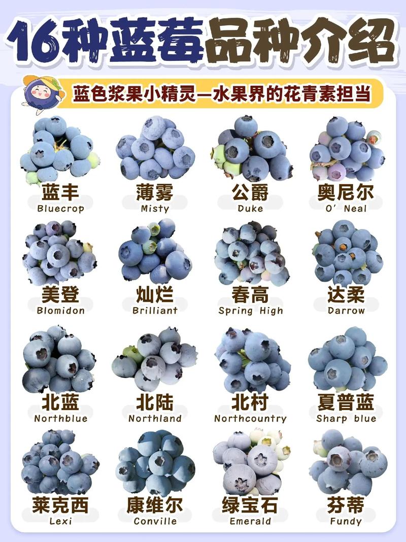 南方蓝莓那个品种好吃-图1 南方蓝莓那个品种好吃-图1
