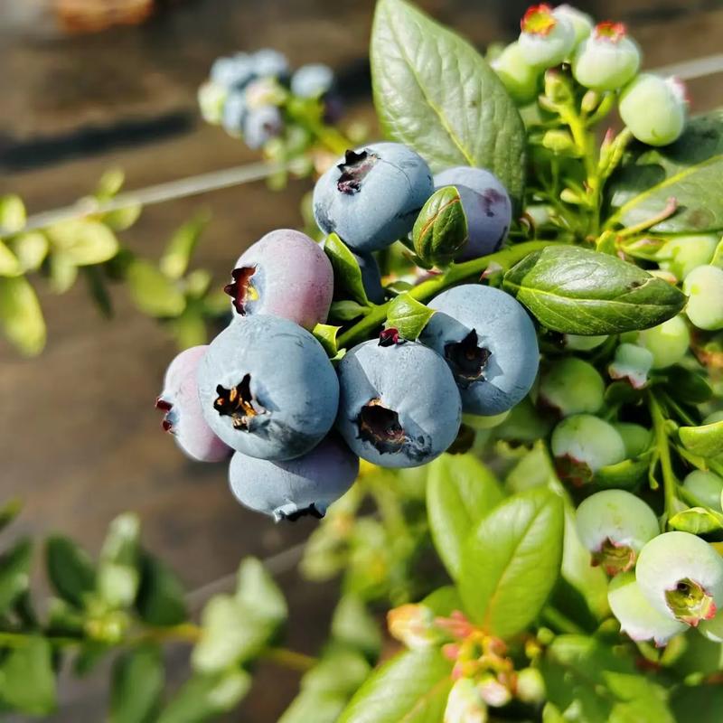 南方蓝莓那个品种好吃-图3 南方蓝莓那个品种好吃-图3