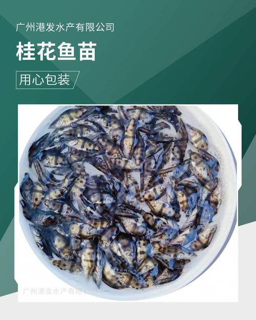 2025年鳜鱼苗价格会涨还是跌?-图1 2025年鳜鱼苗价格会涨还是跌?-图1