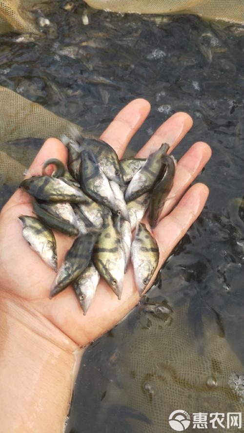 2025年鳜鱼苗价格会涨还是跌?-图2 2025年鳜鱼苗价格会涨还是跌?-图2