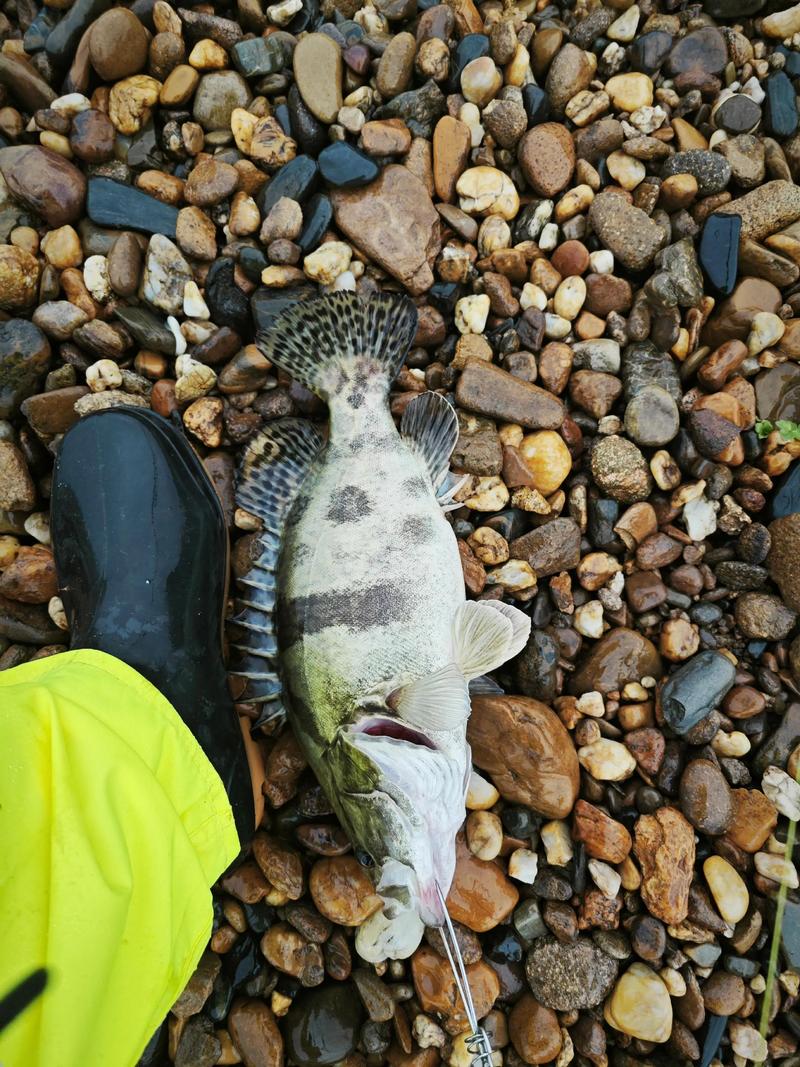 2025年鳜鱼苗价格会涨还是跌?-图3 2025年鳜鱼苗价格会涨还是跌?-图3