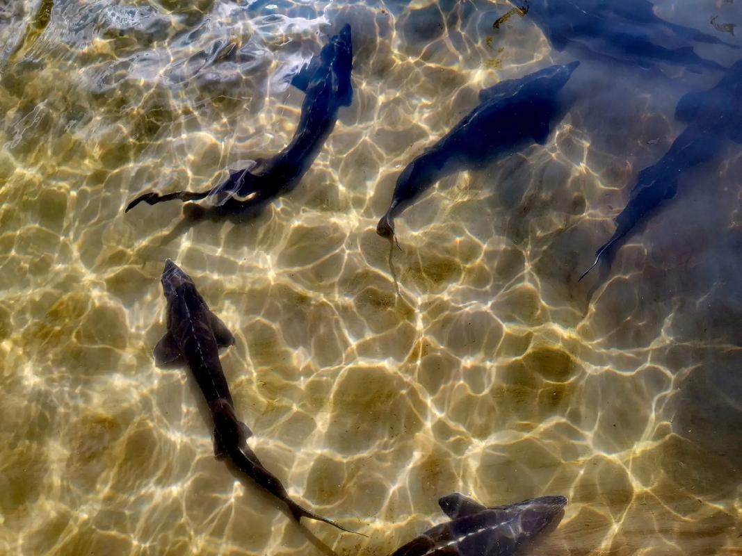 淡水虹鳟养殖技术视频怎么学？-图1