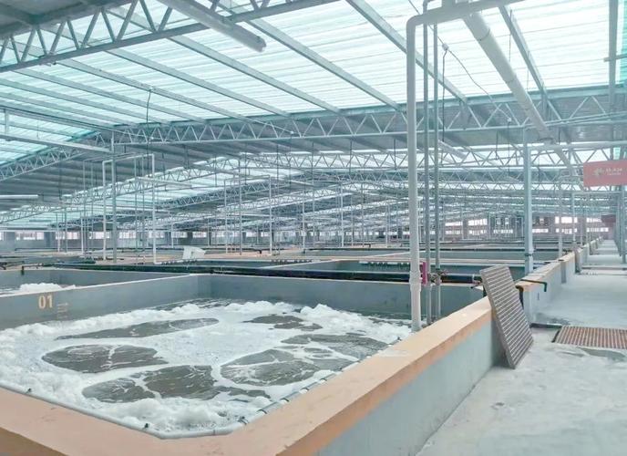 春季大棚养对虾，关键技术有哪些？-图2