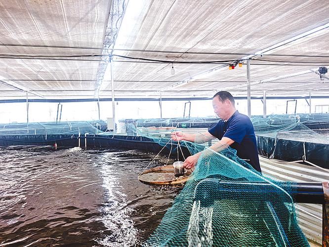 春季大棚养对虾，关键技术有哪些？-图1