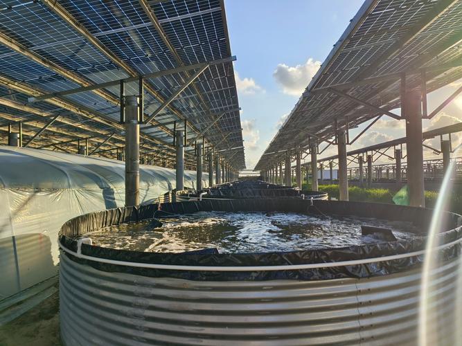 春季大棚养对虾，关键技术有哪些？-图3