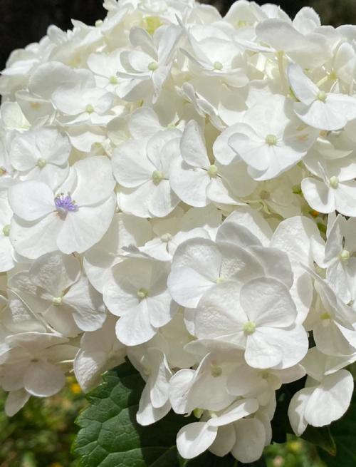 白色绣球有哪些常见品种？-图1