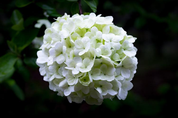 白色绣球有哪些常见品种？-图2