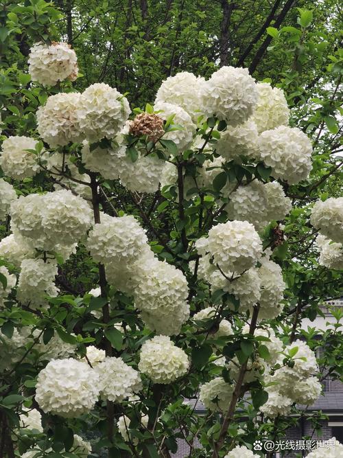 白色绣球有哪些常见品种？-图3