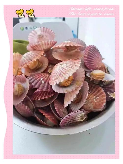 全国扇贝品种有哪些？常见扇贝品种大盘点？-图1