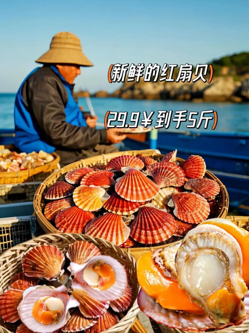 全国扇贝品种有哪些？常见扇贝品种大盘点？-图2