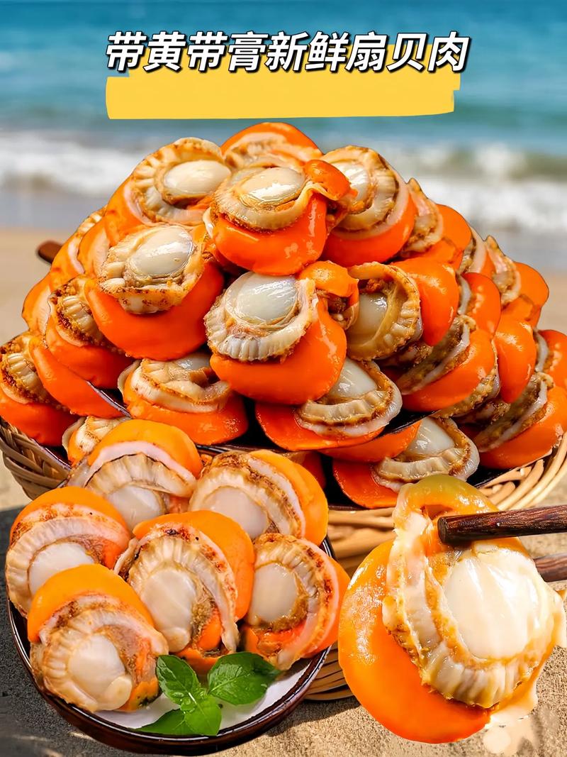 全国扇贝品种有哪些？常见扇贝品种大盘点？-图3
