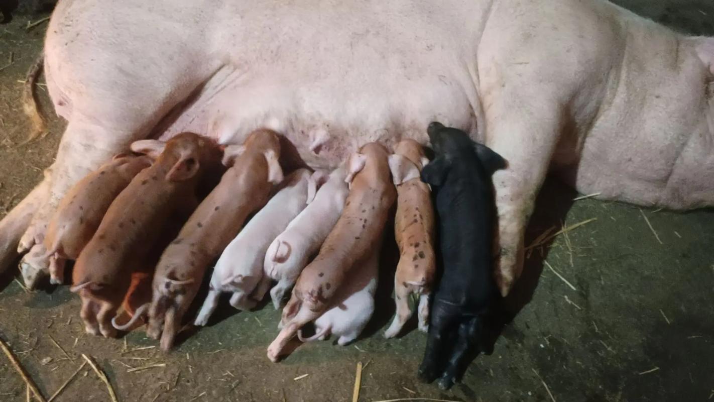 杂交良种母猪品种有哪些？-图2