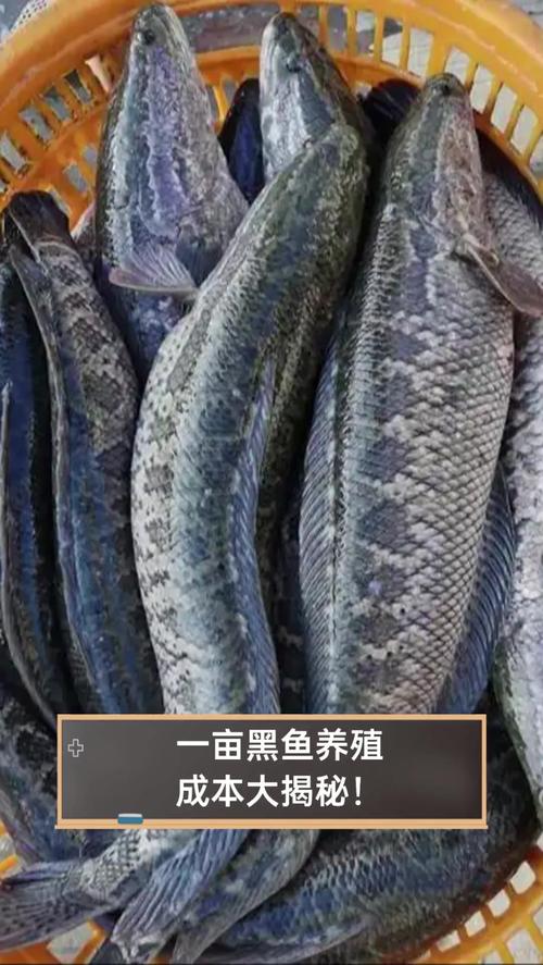 野生黑鱼怎么养？视频技术要点有哪些？-图1