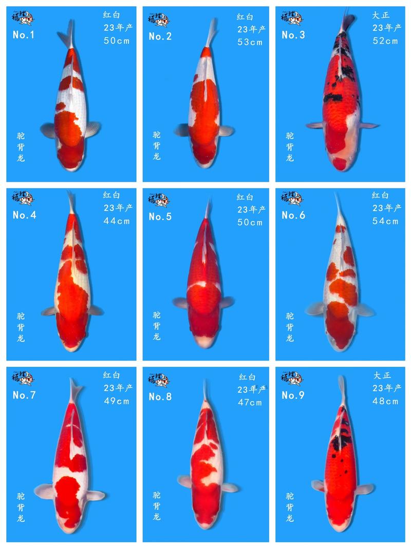 中国野生鲤鱼品种有哪些？-图2