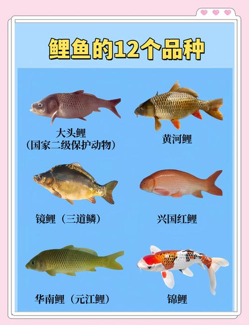 中国野生鲤鱼品种有哪些？-图1