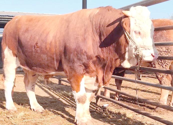 西门塔尔牛品种怎么选?-图1 西门塔尔牛品种怎么选?-图1