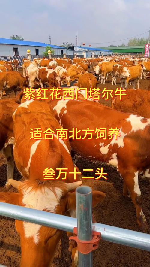 西门塔尔牛品种怎么选?-图2 西门塔尔牛品种怎么选?-图2