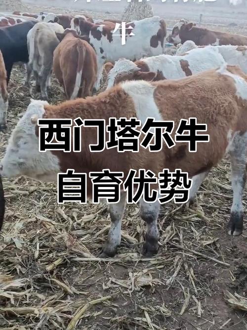 西门塔尔牛品种怎么选?-图3 西门塔尔牛品种怎么选?-图3