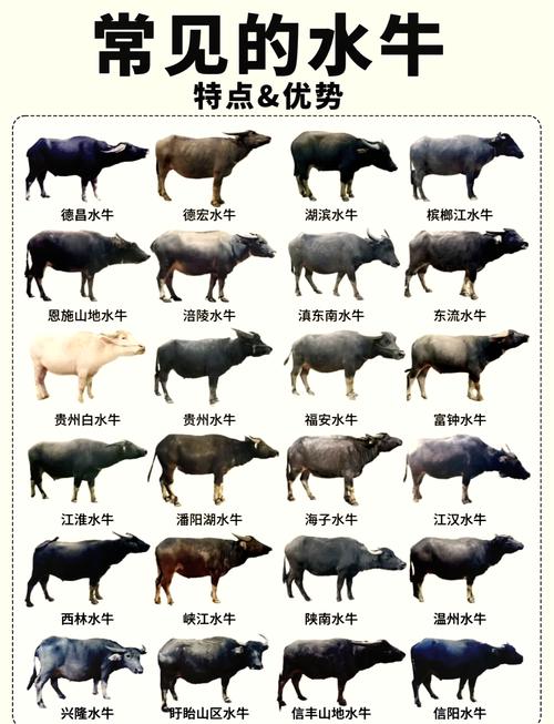 优良水牛品种有哪些核心特性？-图1