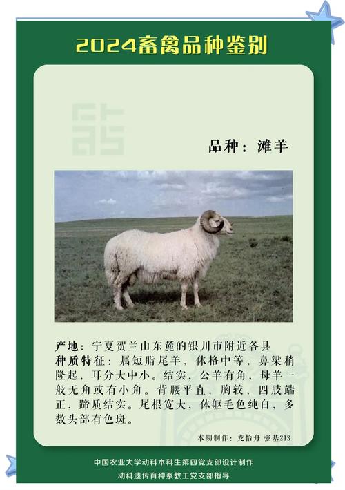 肉羊品种有哪些？看图识羊指南！-图1