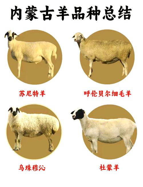 肉羊品种有哪些？看图识羊指南！-图2