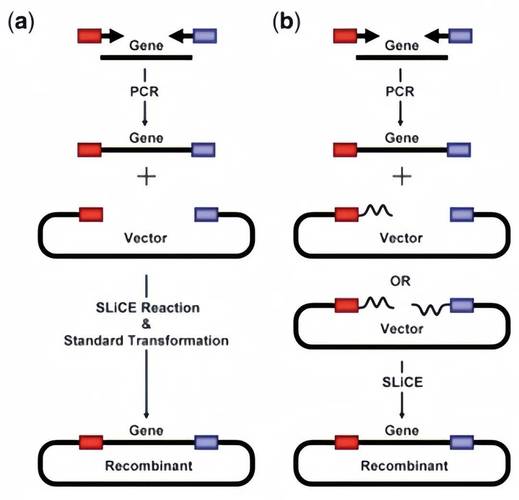 重组DNA技术发生在何处?-图1 重组DNA技术发生在何处?-图1