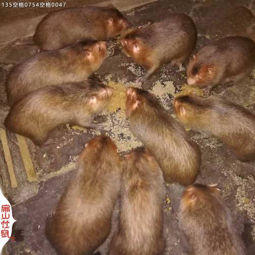 2025竹鼠种苗价格多少钱一只?-图1 2025竹鼠种苗价格多少钱一只?-图1