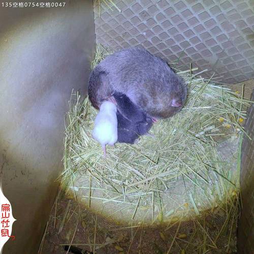 2025竹鼠种苗价格多少钱一只?-图2 2025竹鼠种苗价格多少钱一只?-图2