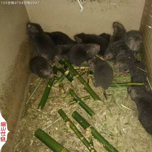 2025竹鼠种苗价格多少钱一只?-图3 2025竹鼠种苗价格多少钱一只?-图3