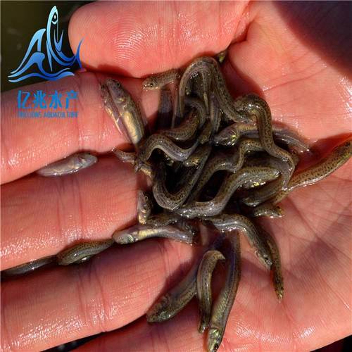 今日江门台湾泥鳅价格多少？-图2