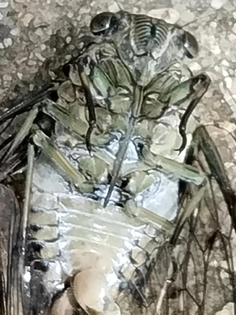 人工知了繁殖技术视频，如何高效培育？-图1