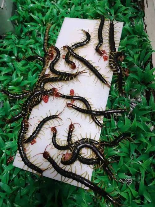 蜈蚣养殖技术为何价格超低？-图2