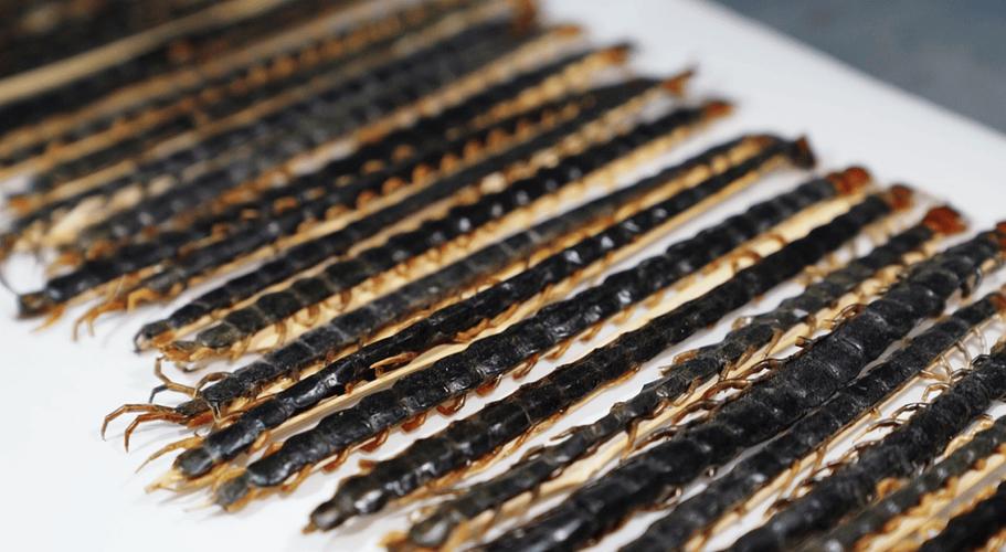 蜈蚣养殖技术为何价格超低？-图3