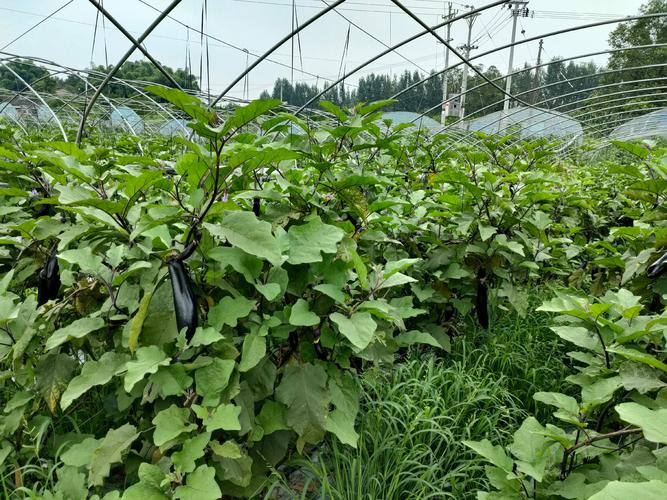 南方种茄子，关键技术有哪些？-图1