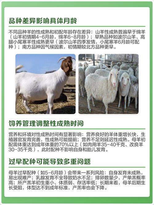 羔羊饲养管理有哪些技术要点？-图3