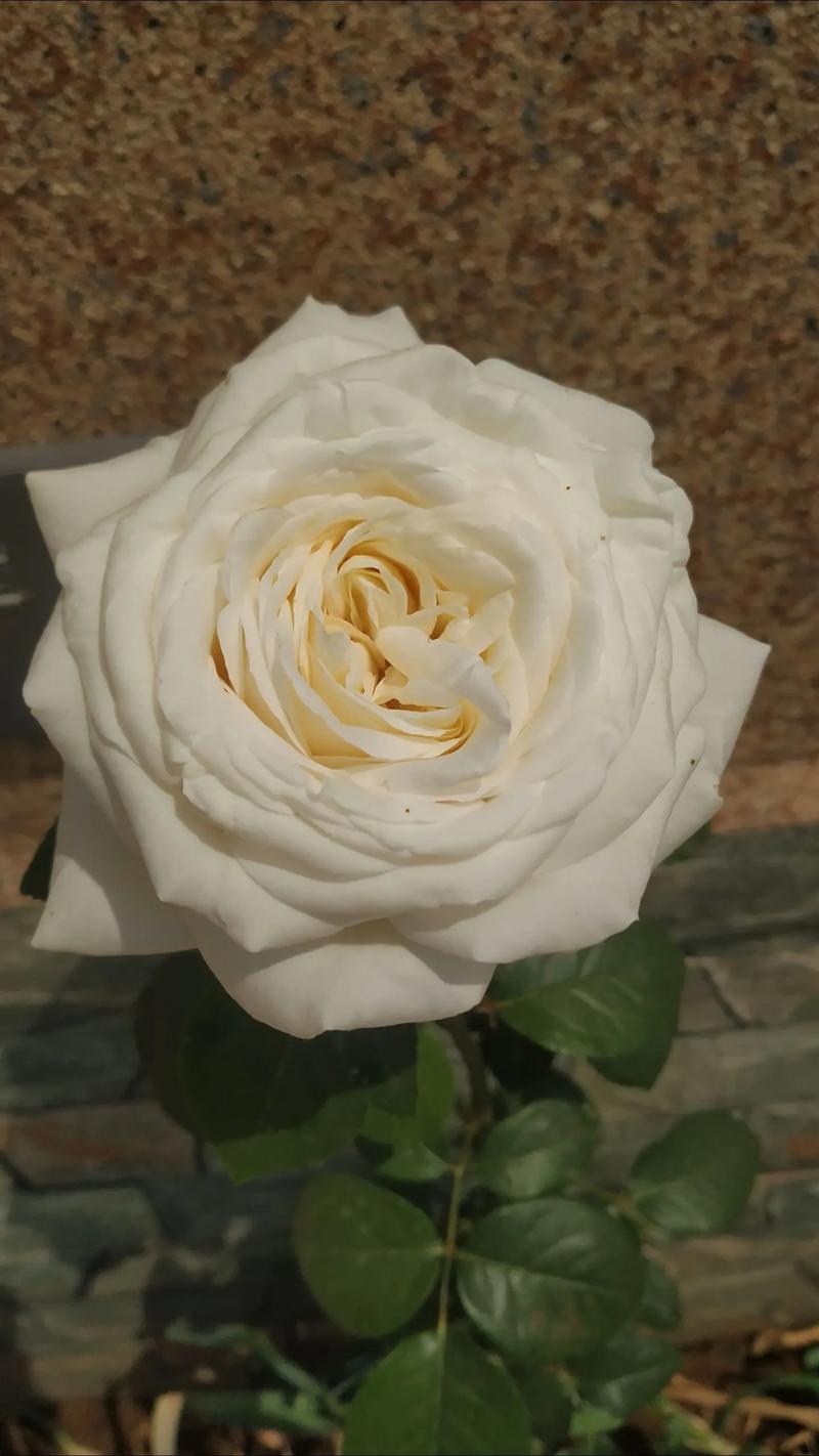 白色玫瑰品种有哪些？-图3