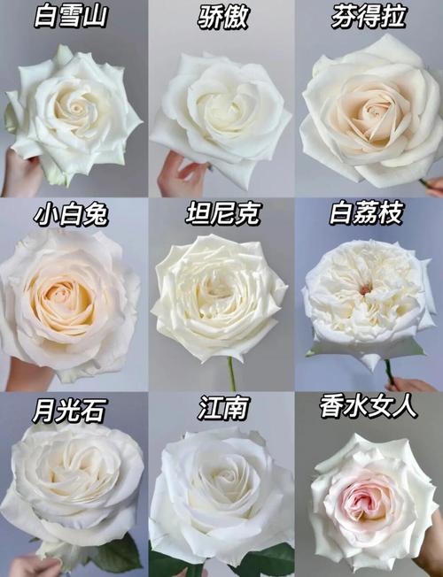 白色玫瑰品种有哪些？-图1